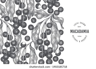 Hand drawn macadamia branch and kernels design template. Organic food vector illustration on white background. Retro nut illustration. Engraved style botanical banner.
