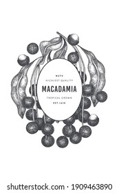 Hand drawn macadamia branch and kernels design template. Organic food vector illustration on white background. Retro nut illustration. Engraved style botanical banner.