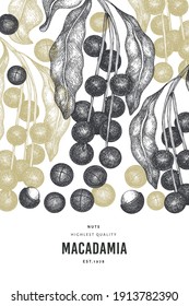 Plantilla de diseño de ramas y núcleos de macadamia dibujada a mano. Ilustración vectorial de alimentos orgánicos sobre fondo blanco. Ilustración de tuerca retro. Banner botánico de estilo grabado.