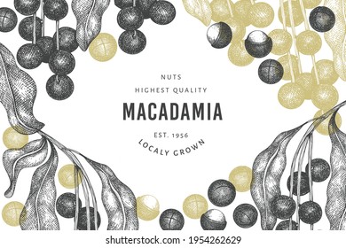 Hand drawn macadamia branch and kernels design template. Organic food vector illustration on white background. Retro nut illustration. Engraved style botanical banner.