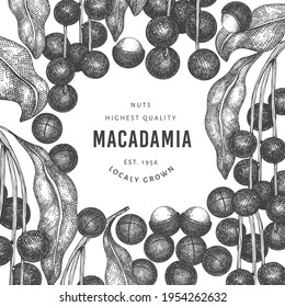 Hand drawn macadamia branch and kernels design template. Organic food vector illustration on white background. Retro nut illustration. Engraved style botanical banner.