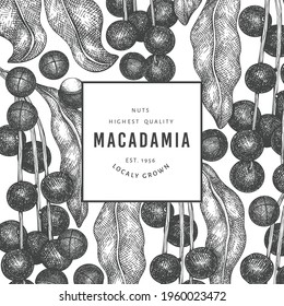 Hand drawn macadamia branch and kernels design template. Organic food vector illustration on white background. Retro nut illustration. Engraved style botanical banner.