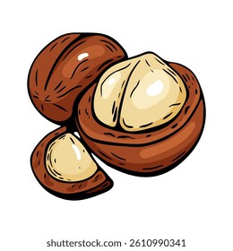 Hand drawn macadamia nuts in engraved vintage style