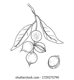 Nueces de macadamia dibujadas a mano aisladas en fondo blanco. Ilustración del vector