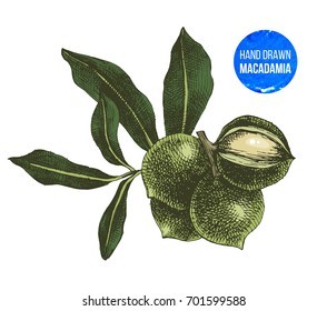 Hand drawn macadamia nuts isolated on white background. Vector illustration