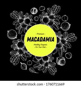 Hand drawn macadamia nuts. Organic food vector illustration. Label, logo design. Vector design template. Great for packaging design. Hand drawn sketch. Macadamia nut sketch. Engraved style