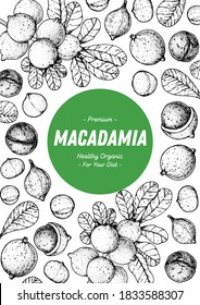 Hand drawn macadamia nuts. Organic food vector illustration. Vector design template. Great for packaging design. Hand drawn sketch. Macadamia nut sketch. Engraved style