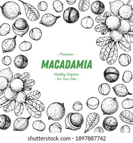 Hand drawn macadamia nuts. Organic food vector illustration. Vector design template. Great for packaging design. Hand drawn sketch. Macadamia nut sketch. Engraved style