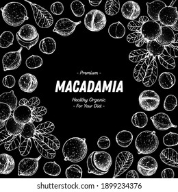 Hand drawn macadamia nuts. Organic food vector illustration. Vector design template. Great for packaging design. Hand drawn sketch. Macadamia nut sketch. Engraved style