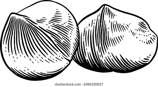 Dibujado a mano Macadamia Nuts Sketch Illustración