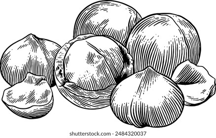 Dibujado a mano Macadamia Nuts Sketch Illustración