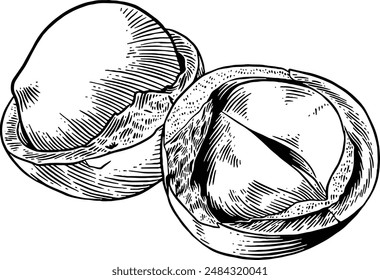 Hand drawn Macadamia Nuts Sketch Illustration