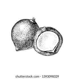 Hand drawn macadamia nuts. Vector illustration