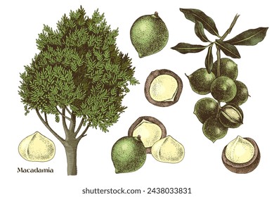 Hand drawn macadamia nuts vector set