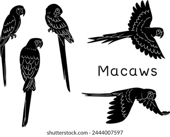 Hand drawn Macaw Silhouette Illustration Set
