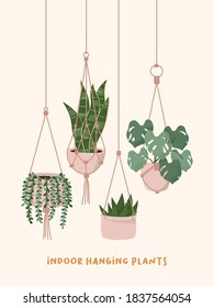 Hand drawn Macrame hangers for plants growing in pots  String Pearls  Snake plant  Aloe   Monstera elements  Houseplant flower pot vector illustration 