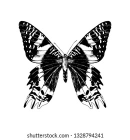 Hand drawn Madagascan Sunset Moth . Vector illustration