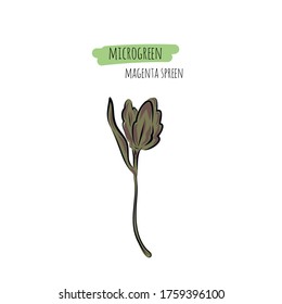 Hand drawn magenta spreen micro greens. Vector illustration in sketch style isolated on white background