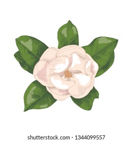Handgezeichneter Magnolienzweig. Vektorgrafik