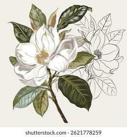 Hand drawn magnolia flower botanical illustration. Watercolor floral illustration. Flower decorative natural element. Vintage style