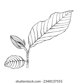 Hand drawn magnolia flower bud. Botanical design. Magnolia flowers and buds on white. Vector illustration.