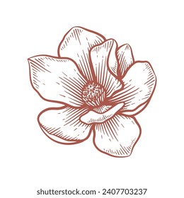 Hand drawn magnolia flower. Floral line art vector illustration