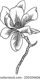 Handgezeichnete Magnolia Blume Skizze Illustration