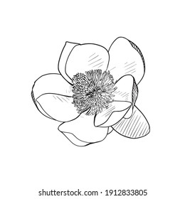 Hand Drawn Magnolia Flowers Black White Stock Vector (Royalty Free ...