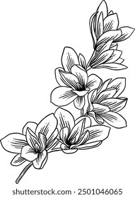 Hand drawn Magnolia Flowers Sketch Illustration