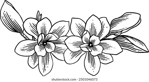 Hand drawn Magnolia Flowers Sketch Illustration