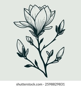 Hand drawn magnolia sketch, buds flower, leaf, set of flowers vector, illustration outline drawing, botanical black and white line art, lineart leaves and stems in engraving style
