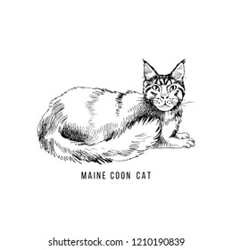 Maine Coon Grey Stock Vectors Images Vector Art Shutterstock