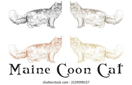 Hand Drawn Maine Coon Cat Vector Illustration
