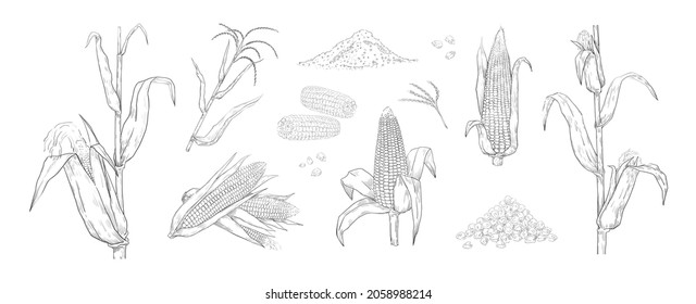 Hand drawn maize. Sweetcorn grains. Engraving stems with blossom cobs and leaves. Vegetarian food sketch for corn flour package. Kernel harvest. Vector agriculture plant elements set