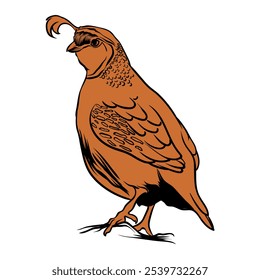 hand drawn male quail on white background