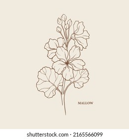 Hand drawn mallow flower