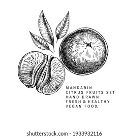 Hand drawn mandarin fruits, whole and sliced, leaves and blossom. Vector illustration of tangerine. Citrus sweet vegetarian food. Good for restaurant menu, package design, food banner