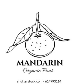 Hand drawn mandarin icon. Vector badge fruit in the old ink style for brochures, banner, restaurant menu and market