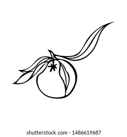 Hand drawn mandarin with leaves. Vector linear graphic black and white illustration of tangerines. Stylized citrus fruit vector elements collection for design. Engraving style. Healthy food.