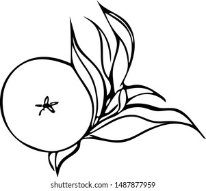 Hand drawn mandarin with leaves. Vector linear graphic black and white illustration of tangerines. Stylized citrus fruit vector elements collection for design. Engraving style. Healthy food.