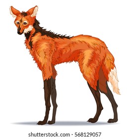 Hand drawn maned wolf. Cartoon Vector illustration, isolated on white background. guara wolf, lobo-guara or Chrysocyon brachyurus.