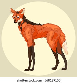 Hand drawn maned wolf. Cartoon Vector illustration, isolated . guara wolf, lobo-guara or Chrysocyon brachyurus.