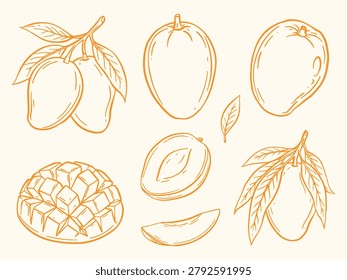 Hand drawn mango fruit collection featuring whole mangoes, slices, leaves, and mango sticky rice style dessert elements. Tropical fruit line art illustration for food and summer projects.
