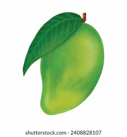 hand drawn mango fruit illustration, digitally created
