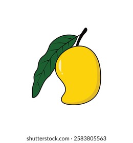 Hand drawn mango fruit illustration