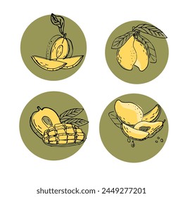 Fruta de mango dibujado a mano en ilustración de dibujo. Ilustración vectorial de frutas tropicales para sanos - mango. Pintura de tinta en estilo vintage. 