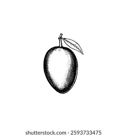 Hand drawn mango fruits. Engraving style black and white on white backgrounds. Vector