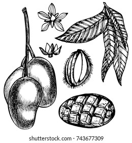 Hand drawn mango fruits set with leafs and mango slices and cubes. Sketch style vector fruit illustration isolated on white background. Organic food.