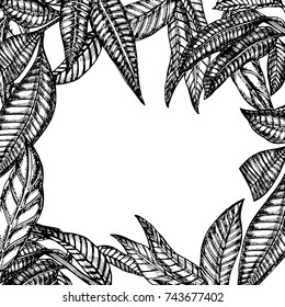 Hand drawn mango fruits set with leafs and mango slices and cubes. Sketch style vector fruit illustration isolated on white background. Organic food.