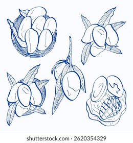 Hand drawn of Mango Illustration Set